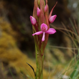 DISA STAIRSII